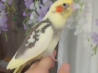 Yeme düşmüş 4 haftalık sultan papağanları