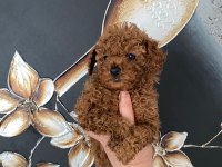 Kıvır Kıvır Orjinal Poodle Minişlerim