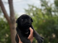 68 günlük pink carrier pug mops bebekler dişi-erkek