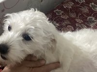 Yavru Maltese Terrier
