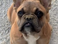 SAFKAN FRENCH BULLDOG