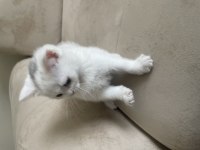 Bembeyaz iki aylık erkek british shorthair yavrumuz