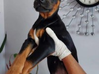 A kalite King Doberman Safkan Dişi Ve Erkek