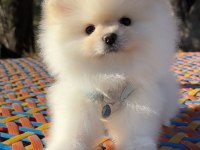 Pomeranian Boo Safkan 3 Aylık