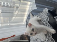British Shorthair Scottish