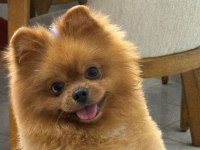 15 09 2022 doğumlu erkek pomeranian