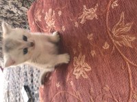 Orjinal british longhair yavrumu sahiplendiriyorum