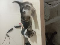 Yavru anneleri 2 ay boyunca emzirdi 4 adet yavru kedi