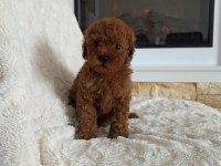 Toypoodle Aşılı Mikroçipli Yavrularımız