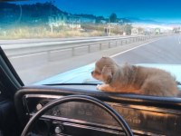 5 Aylık Rusya'da doğan oğlumuz chihuahua