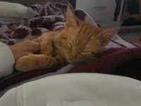 Ayaş çevresi kedi sahiplenmek isteyenler ulaşabilir