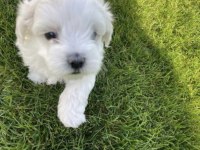 Maltese terrier yavrularız orjinal ırk garantilidir