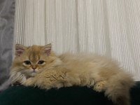 Tek kalan 3 aylık kedim