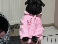 MÜKEMMEL OYUNCU PUG