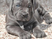 Dev Cane Corso Yavrular