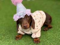 Hayalinizdeki Minik Sosis Dachshund Burada