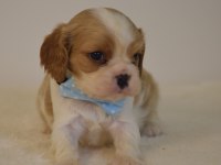 A Kalite Cavalier King Charles Yavrular
