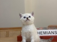 Tüm cins kediler mevcut sağlık garantisi var