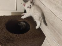 Çok oyuncu british shorthair miniğim