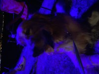 1,5 Yaşında dünyalar tatlısı golden retriever yuva arıyor