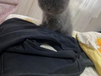 British longhair hera hanım