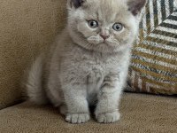 Orjinal british shorthair fawn erkek