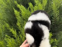 En Özeli Bizim Olsun Diyenlere Three Color Pomeranian