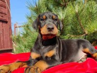 King Boy Irkının En Özel Doberman Yavruları