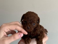 Kore Red-Brown Toy Poodle Yavrularımız