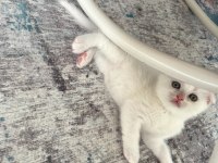 Minik scottish fold mutluluklar
