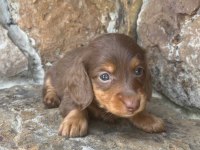 LONGHAİR CHOCOLATE AND TAN DACHSHUND UZUN TÜY