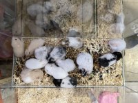 Yavru Hamster