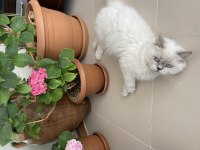 Yakışıklı erkek british longhair