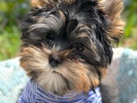 Evimizin akıllı şekeri yorkshire terrier
