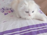 Chinchilla yavrularımıza aile arıyoruz
