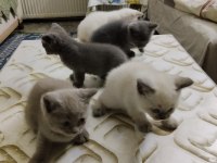BRİTİSH SHORTHAİR KEDİLER