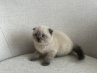 Ev Ortamında Büyümüş Eşsiz Güzellikte Scottish Fold Yavrular