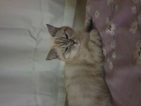 British shorthair kızım