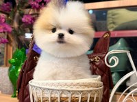 SAĞLIK VE IRK GARANTİLİ POMERANİAN KÖPEĞİ