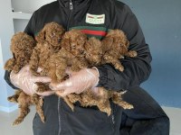 Show kalite orjinal toy poodle yavrular ankara