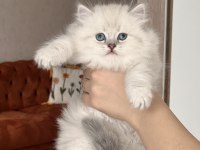 Blue Point Mavi Göz British Longhair Yavrum