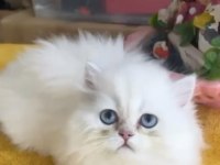 Acil ve ücretsiz sahiplendirme british longhair
