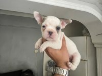 French bulldog yavrularımız 