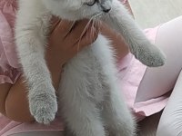 British Shorthair Blue Point