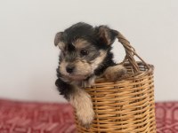 Teacup yorkie baby
