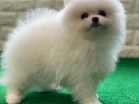 TEDDY BEAR POMERANİAN YAVRULARI