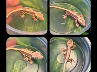 CRESTED GECKO YAVRULAR