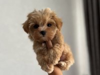 Tr nin en iyi teacup maltipoo yavruları