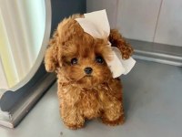 Orjınal Poodle Yavrum