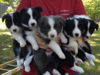 Border Collie Yavrularımız Evinizin Neşesi Olacaktır